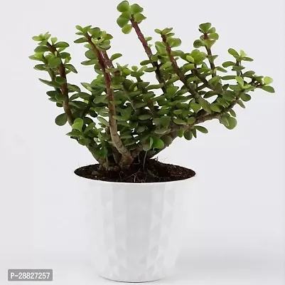 Baishnab  jade Jade Plant-thumb0