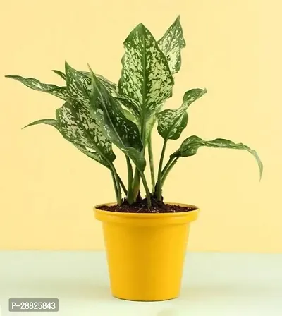 Baishnab  Aglaonema Plant 001 Aglaonema Plant-thumb0