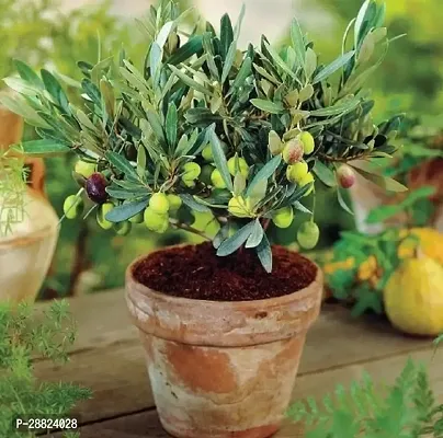 Baishnab  Indian OliveJalpai Live Plant CF069 ZZ