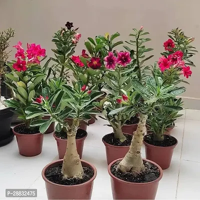 Baishnab  Adenium  Desert Rose Plant ap04 Adenium-thumb0