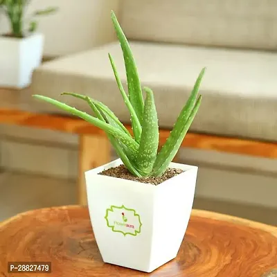 Baishnab  alg01 Aloe Vera Plant-thumb0