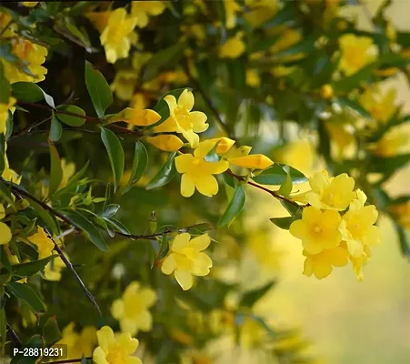 Baishnab  jasmine plant 7077 Jasmine Plant-thumb0