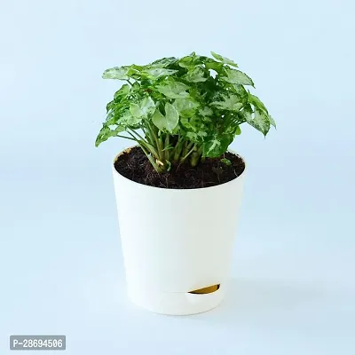 Baishnab Syngonium Plant Syngonium Dwarf Natural Live Plant in Black Plastic Pot | Home Indoor Plant