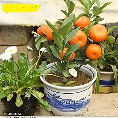 Baishnab  High Yield Orange Live PlantCF016 Orang-thumb0