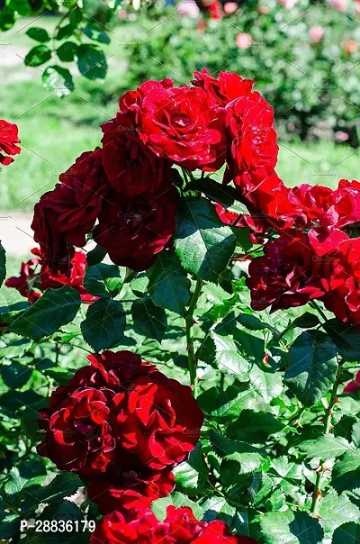 Baishnab Red Rose PlantRose Plants1PIECE-thumb2