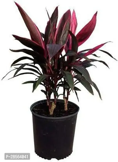 Baishnab Cordyline Plant Cordyline Plant With Pot-thumb2