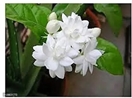 Baishnab  BelaJati Pushpa Aromatic Evergreen Flowe-thumb0