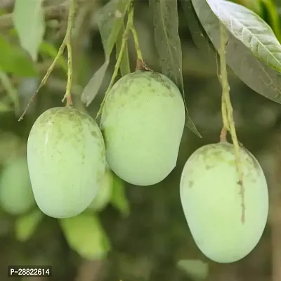 Baishnab  Mango PlantLangra Mango Plant CFA315 Ma-thumb0