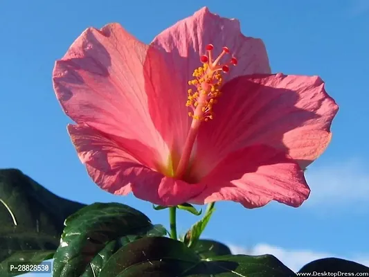 Baishnab  Hibiscus Pink CF30069 Hibiscus Plant