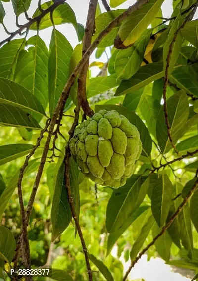 Baishnab  Custard Apple Live Plant Disha309069 C