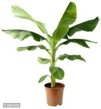 Baishnab  Banana Keela kela plant from plants valle