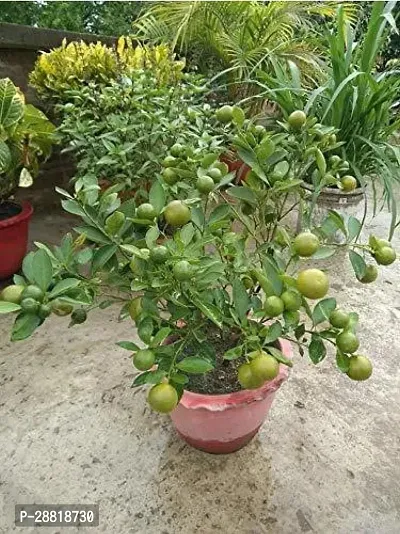 Baishnab  Baramasi lemon live plant Lemon Plant-thumb0
