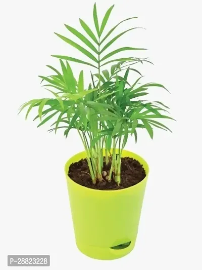 Baishnab  Areka palm plant Areca Plam