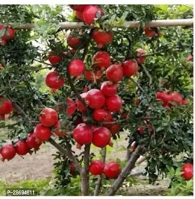 Baishnab Pomegranate Plant pomegranate plant009211-thumb0