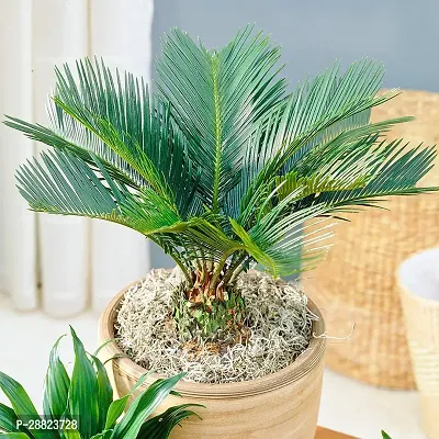 Baishnab  Cycas Revoluta Plant Live Plant CF1191