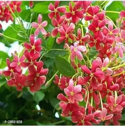 Baishnab MadhumaltiRangoon Creeper Madhumalti Flower plant 01-thumb0