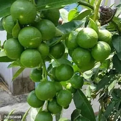 Baishnab Lemon plant gyu mcLemon Fruit 4 Month Plant it is a plant not a seed1PIECE-thumb0