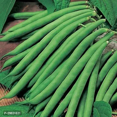 Baishnab bEANS seed jhhbjAT 15635PIECE