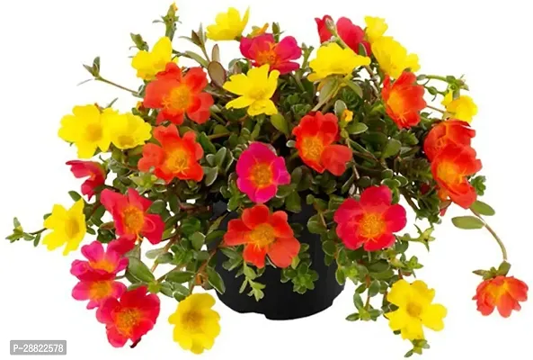 Baishnab  Portulaca Plant CFA462 Portulaca Plant-thumb0