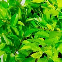 Baishnab Duranta Plant Green Duranta Plant-thumb1