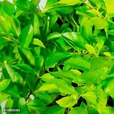 Baishnab Duranta Plant Green Duranta Plant-thumb2