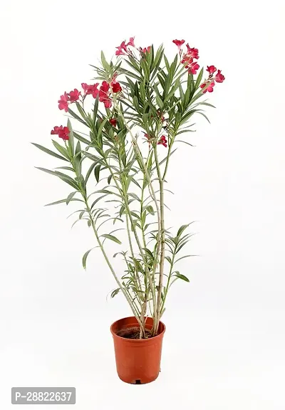 Baishnab  Oleander Red PlantCFA373 Oleander Plan