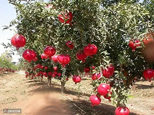 Baishnab Pomegranate Plant POMEGRANATE PLANT-6-thumb0