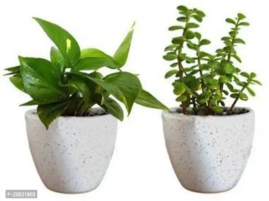 Baishnab  Green Money Plant And Jade Plant With Cer