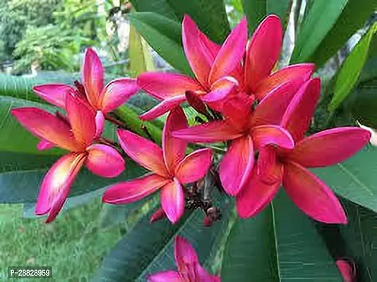 Baishnab  Plumeria Flower Red white Live Plant CF6