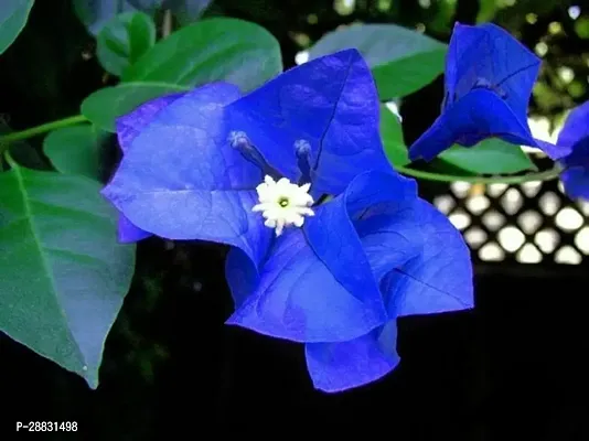 Baishnab  as Bougainvillea 35 Bougainvillea Plant-thumb0