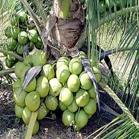 Baishnab Coconut Plant Rumani Coconut Hybrid Plant For Outdoor Garden-thumb1