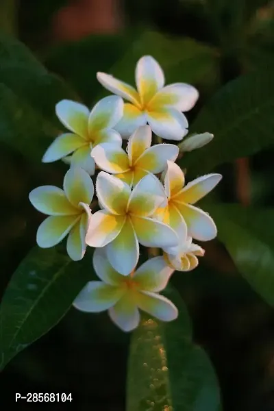 Baishnab Plumeria Plant Plumeria Flower Plant-thumb0