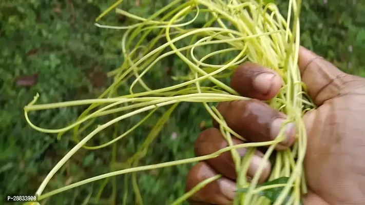 Baishnab Amar Bel 100gAKASH BEL AMAR BEL AFTEEYUN AFTIMOON DODDER CUSCUTA REFLEXA100PIECE