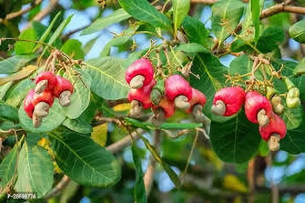 Baishnab Cashew Plant KAJU PLANT UHH-thumb2