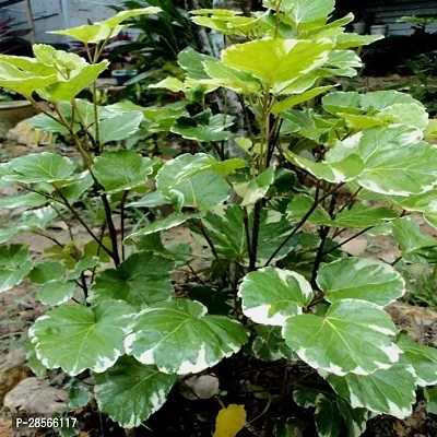 Baishnab Aralia Plant aralia plant 949-thumb0