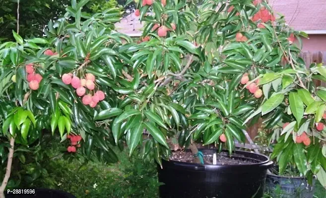 Baishnab Litchi Plant