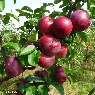 Baishnab Apple Plant GROWING APPLE PLANT-thumb0