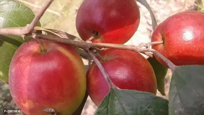 Baishnab  Rare Sundari Apple Ber Thailand variety f-thumb0