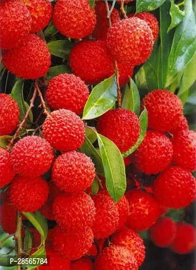 Baishnab Litchi Plant Seedless Litchi Plant99-thumb0