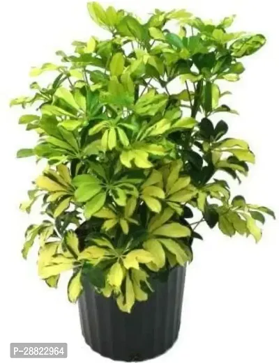 Baishnab  PLT154 Ficus Plant