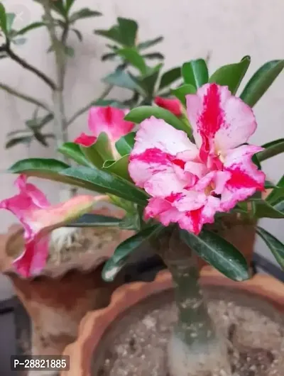 Baishnab  Debnath Nursery Adenium Flower Plant Aden