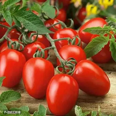 Baishnab Tomato seed a 50pstomato 00150PIECE-thumb0