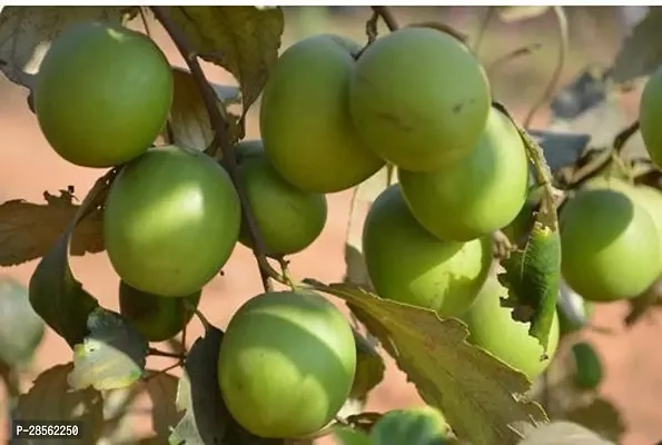 Baishnab Ber Apple Plant FDFC