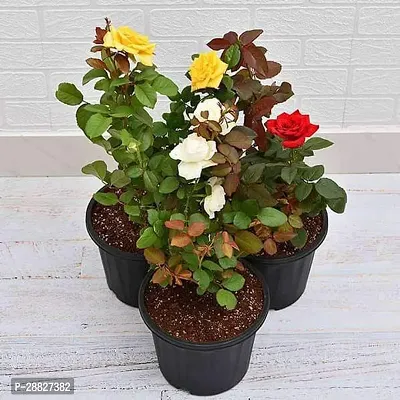 Baishnab  Scented rose Any Variety Any Color  P-thumb0