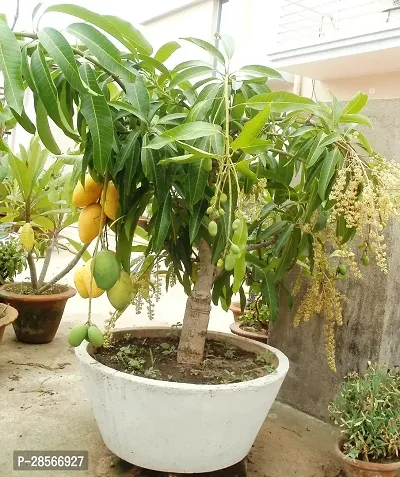 Baishnab Mango Plant XOX11-thumb0