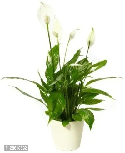 Baishnab  Peace Lily Plant Peace Lily Plant-thumb0