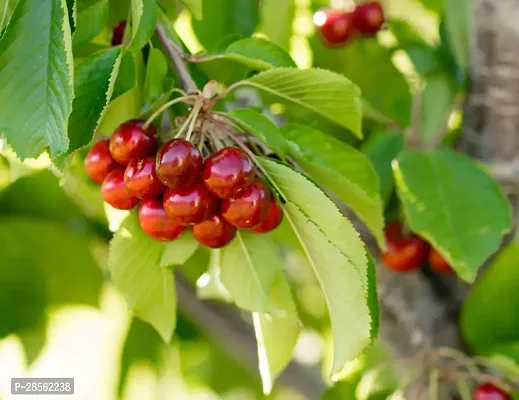 Baishnab Cherry Fruit Plant Red cherry-thumb2