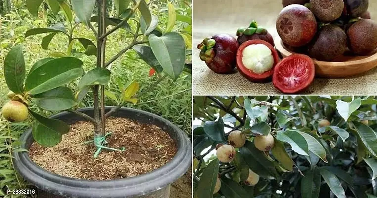 Baishnab  Axotic Mangosteen Plant-thumb0