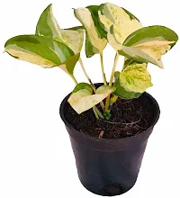 Baishnab Money Plant BG-58-thumb1