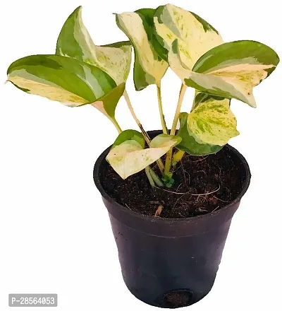 Baishnab Money Plant BG-58-thumb2